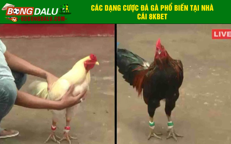 Các dạng cược đá gà phổ biến tại nhà cái 8kbet