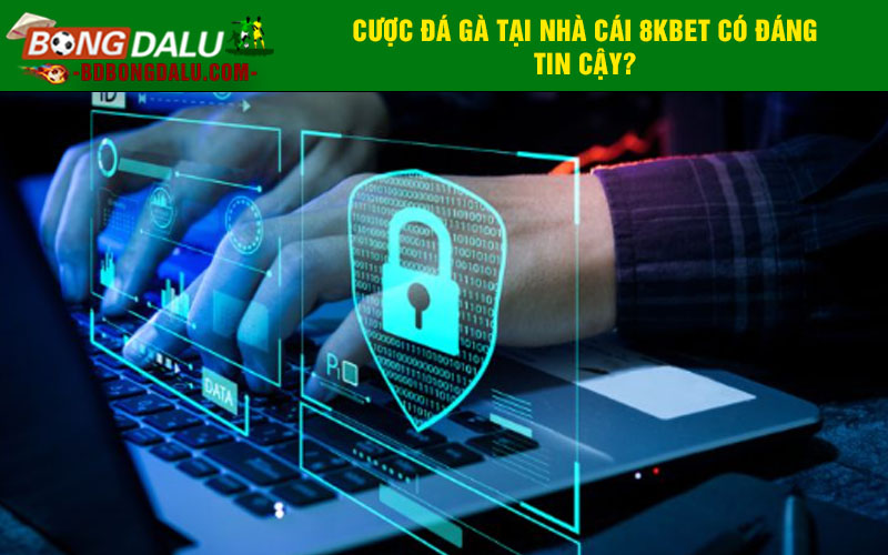 Cược đá gà tại nhà cái 8kbet có đáng tin cậy?